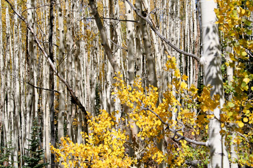 aspen trees