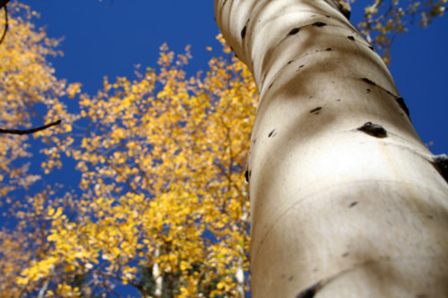 Trunk of aspen tree