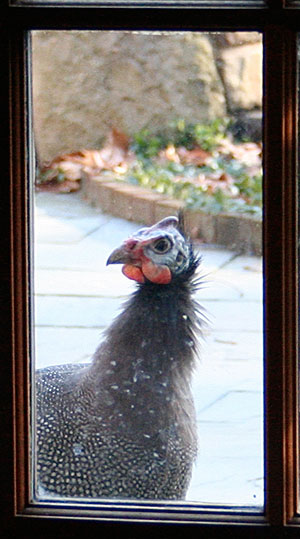 Guinea Hen