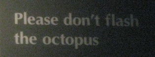 Sign reading: Please don\'t flash the octopus