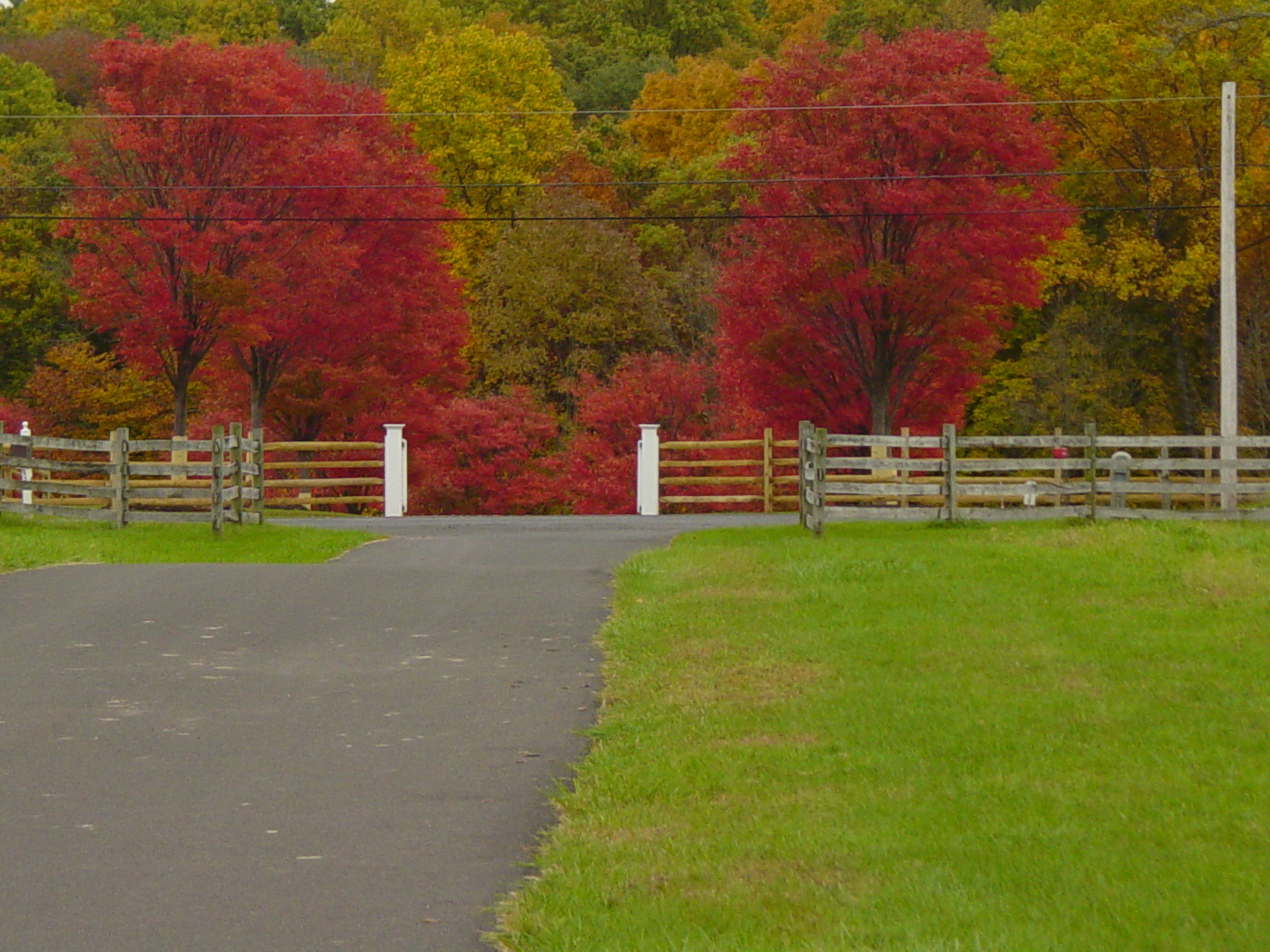 Red leaves