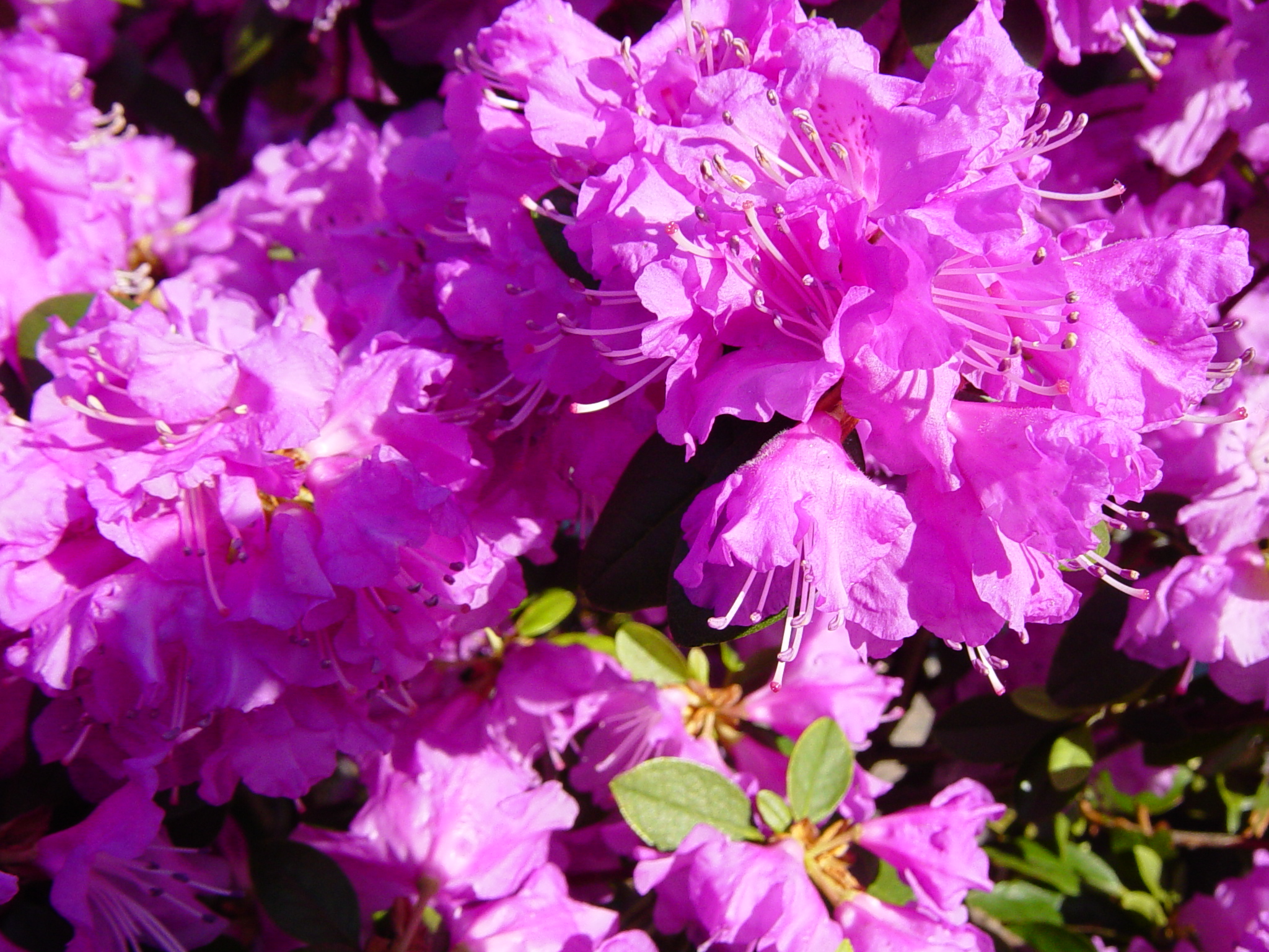 Pink flowers