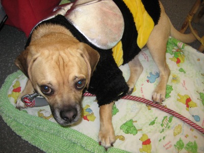 Henri as a cute bee