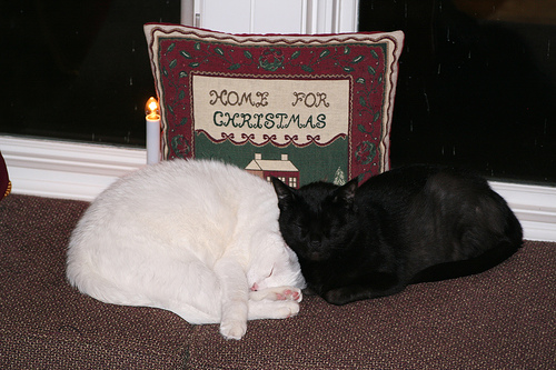Two cats sleeping in front of a pillow that says Home for Christmas
