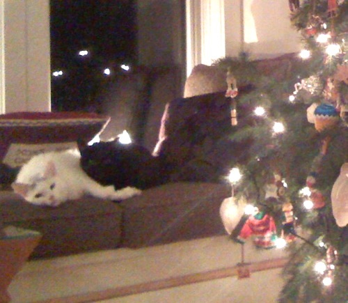 two cats lying next to a Christmas tree