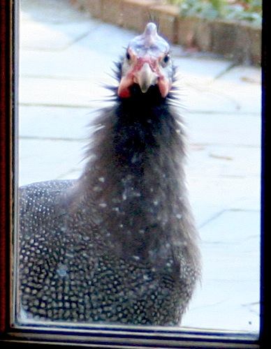 guinea hen looking in window