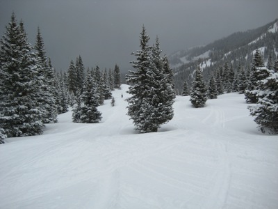 ski run with a lot of trees