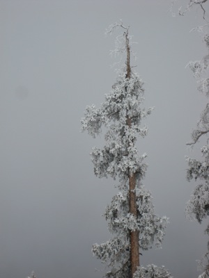 snow covered tree