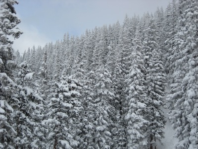 snow-covered trees