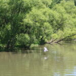 Bird at Peace Valley Park, Bucks County, PA