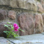 Pink flower in front of stone wall