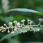 Macro of tiny white flowers