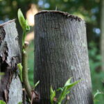 Closeup of tree stumps