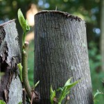 Closeup of tree stumps