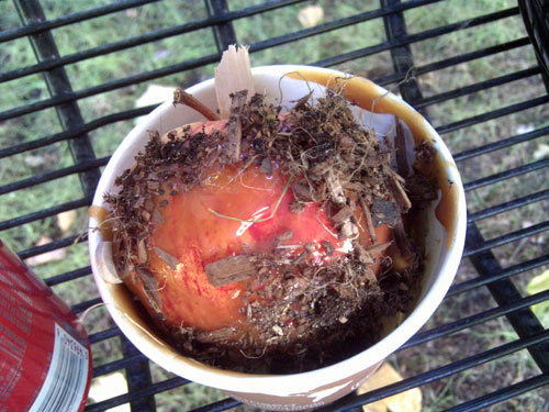 Caramel apple covered in dirt
