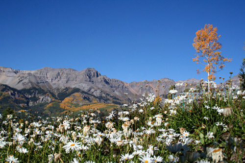 Flowers in foreground with mountains in the background