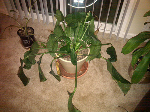 Wilted plant