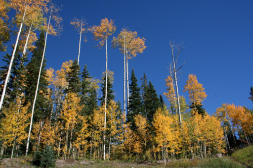 tall aspen trees