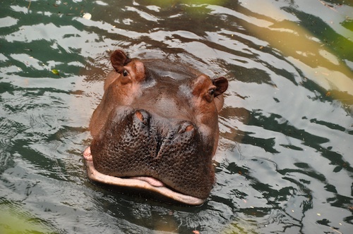 Hippopotamus hippopotamus in water looking at camera
