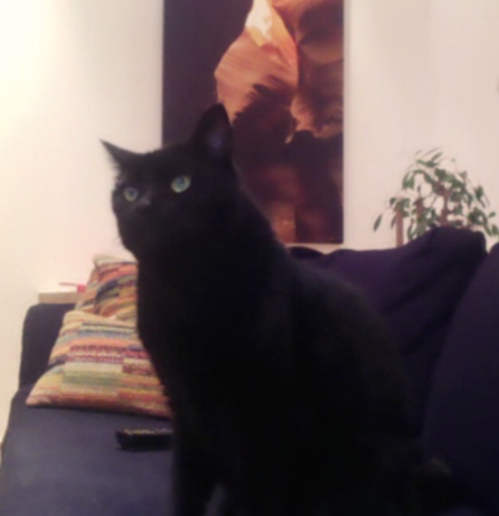 black cat looking up