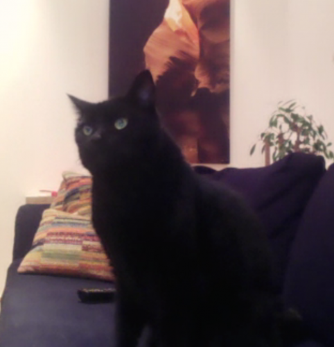 black cat looking up